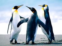 Penguins