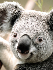 Koala Bear