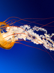 Jellyfish